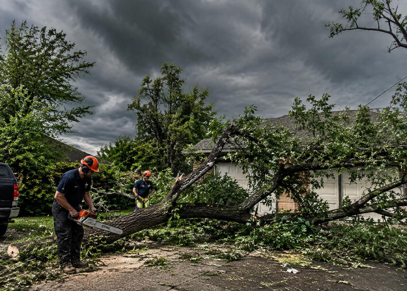 Crew clearing a storm-felled tree from a driveway